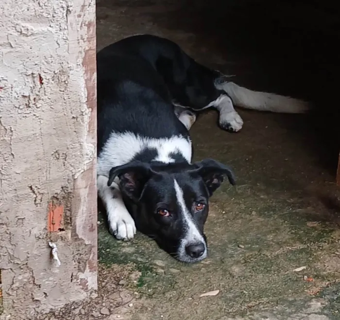 Cachorro ra a SRD-ViraLata idade 4 anos nome Scoob 