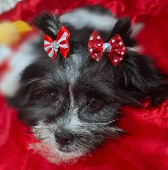 Cachorro ra a Shitzu idade 2 a 6 meses nome Juju 