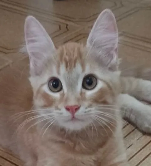 Gato ra a SRD-ViraLata idade 2 a 6 meses nome Milo 