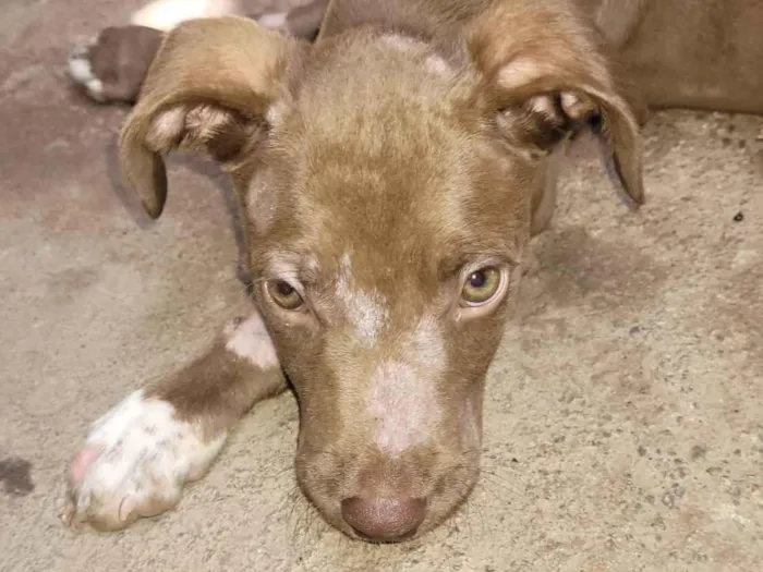 Cachorro ra a SRD-ViraLata idade 2 a 6 meses nome Bella