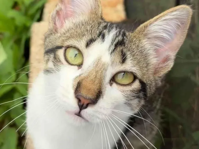 Gato ra a SRD-ViraLata idade 2 a 6 meses nome Ainda sem nome