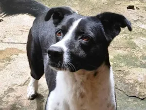 Cachorro raça SRD-ViraLata idade 4 anos nome Scoob 