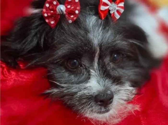 Cachorro ra a Shitzu idade 2 a 6 meses nome Juju 