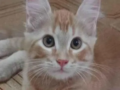 Gato ra a SRD-ViraLata idade 2 a 6 meses nome Milo 