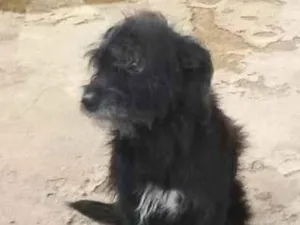 Cachorro raça Shitzu idade 4 anos nome Ringo