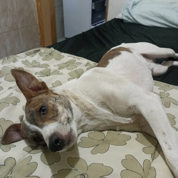 Cachorro ra a SRD-ViraLata idade 1 ano nome Thor