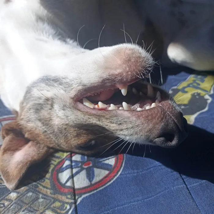 Cachorro ra a SRD-ViraLata idade 1 ano nome Thor