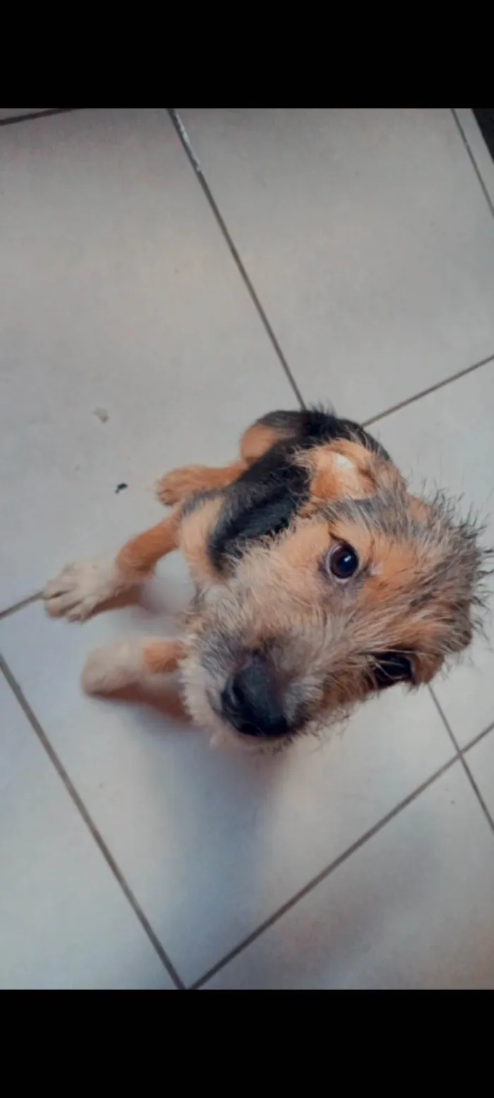 Cachorro ra a SRD-ViraLata idade 2 a 6 meses nome Thor