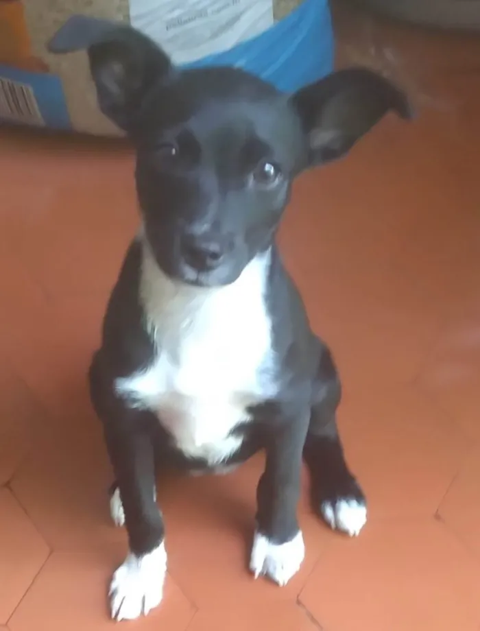 Cachorro ra a SRD-ViraLata idade Abaixo de 2 meses nome Vitória 