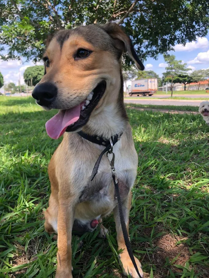 Cachorro ra a SRD-ViraLata idade 1 ano nome Marley