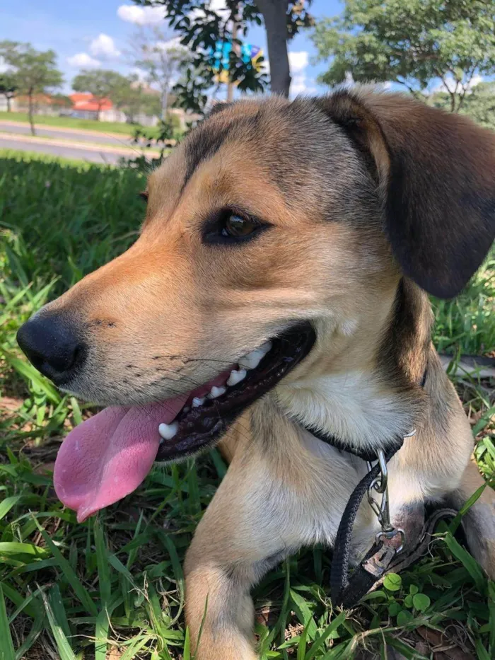 Cachorro ra a SRD-ViraLata idade 1 ano nome Marley