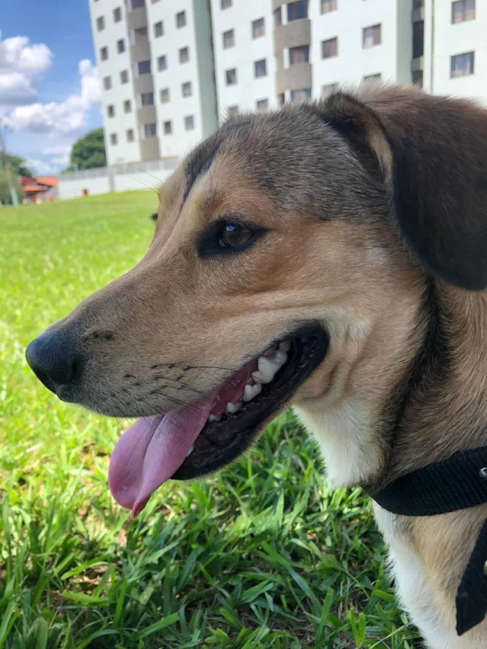 Cachorro ra a SRD-ViraLata idade 1 ano nome Marley