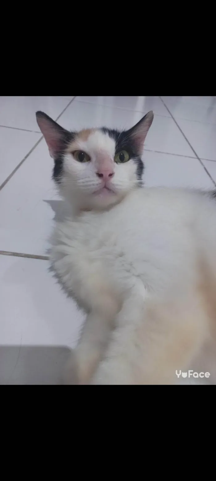 Gato ra a SRD-ViraLata idade 7 a 11 meses nome Mia