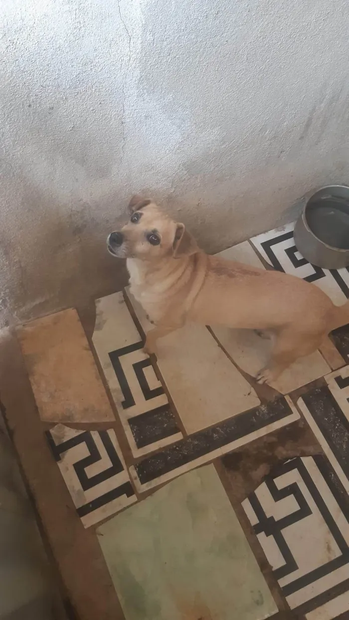 Cachorro ra a SRD-ViraLata idade 6 ou mais anos nome Tilzinha