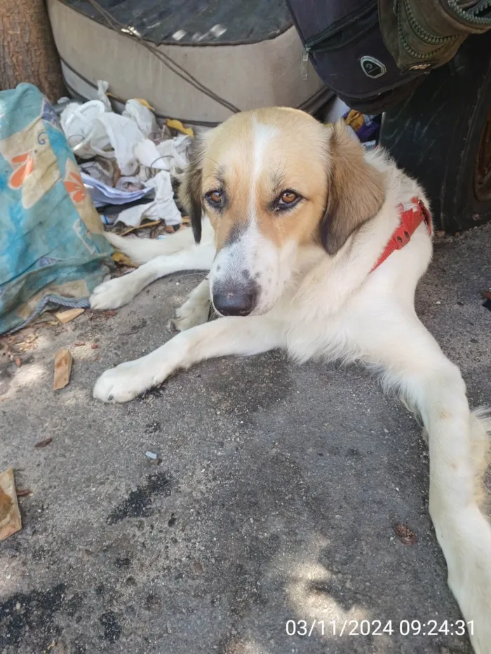 Cachorro ra a Pit-Bull idade 2 anos nome Ralf