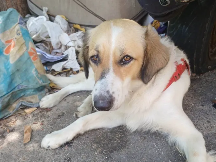 Cachorro ra a Pit-Bull idade 2 anos nome Ralf