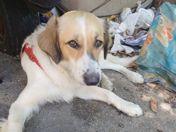 Cachorro ra a Pit-Bull idade 2 anos nome Ralf