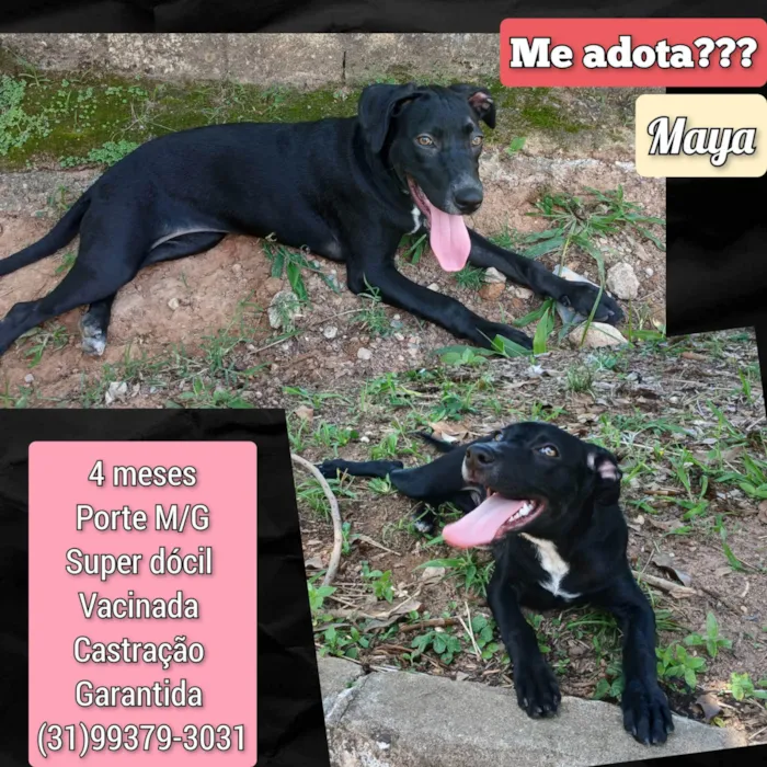 Cachorro ra a SRD-ViraLata idade 2 a 6 meses nome Maya