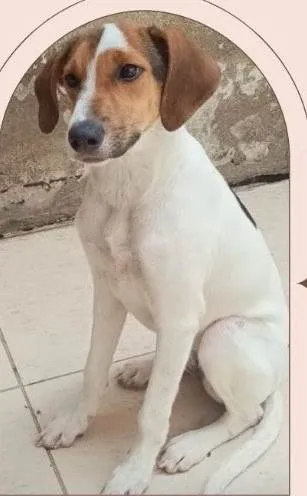 Cachorro ra a SRD-ViraLata idade 2 a 6 meses nome AMARELINHA CASTRADA