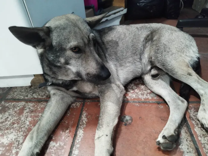 Cachorro ra a SRD-ViraLata idade 3 anos nome Rajado 