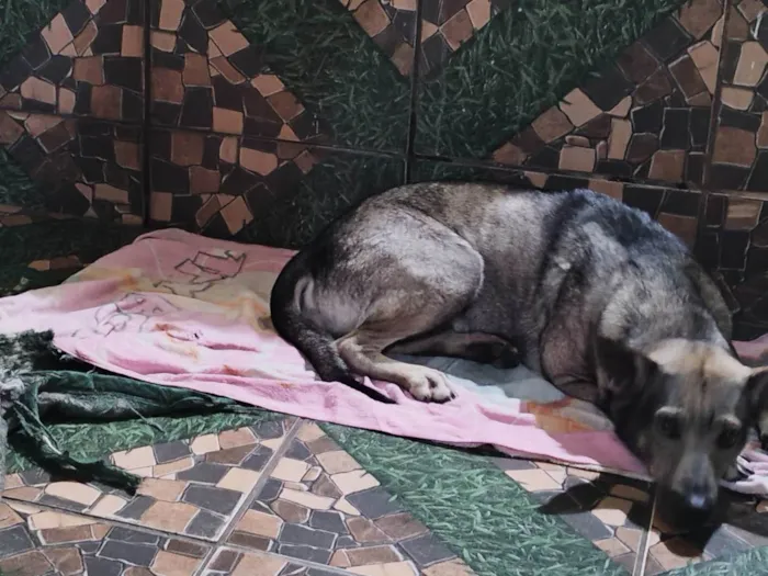 Cachorro ra a SRD-ViraLata idade 3 anos nome Rajado 