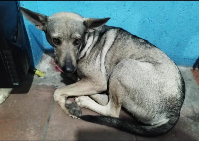 Cachorro ra a SRD-ViraLata idade 3 anos nome Rajado 