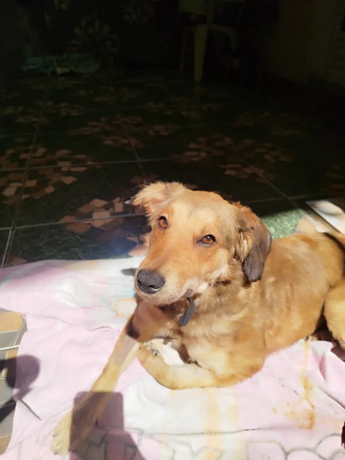 Cachorro ra a SRD-ViraLata idade 1 ano nome Babaloo