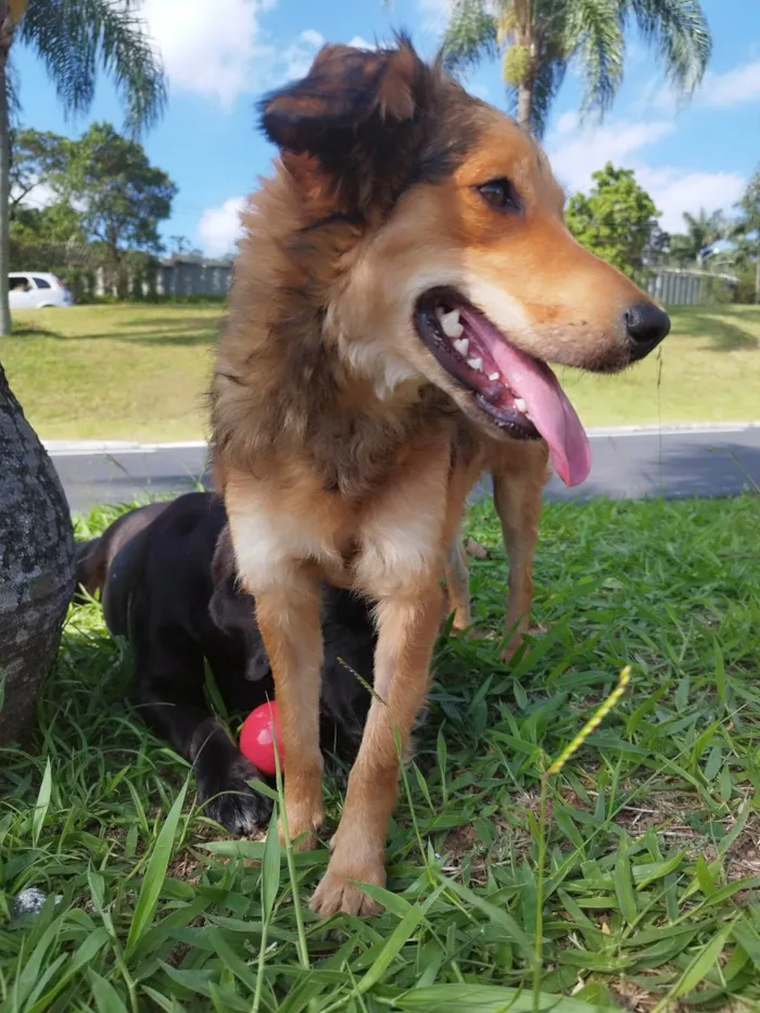 Cachorro ra a SRD-ViraLata idade 1 ano nome Babaloo