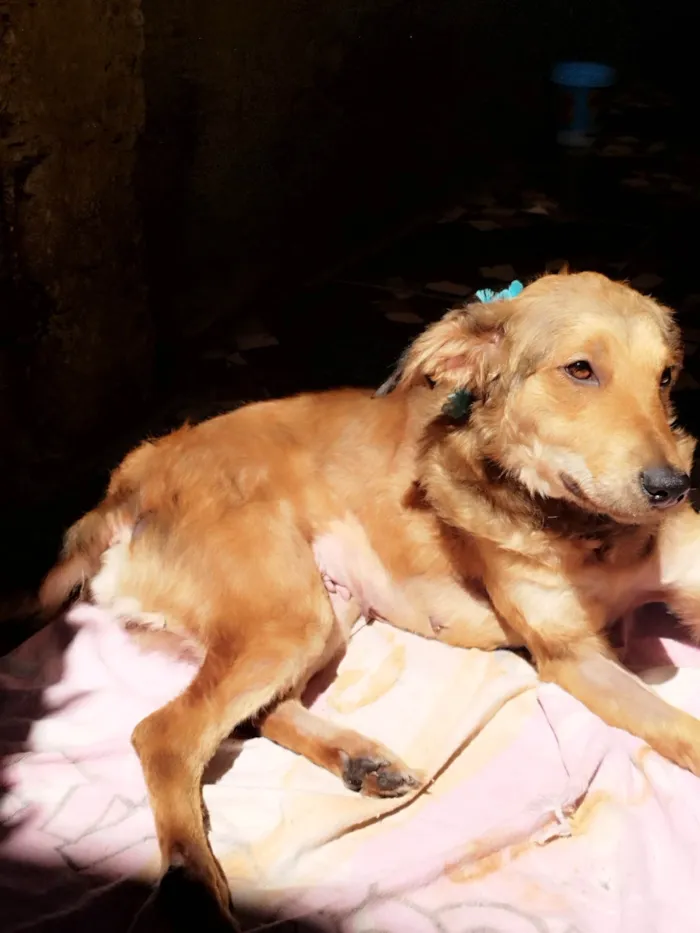 Cachorro ra a SRD-ViraLata idade 1 ano nome Babaloo