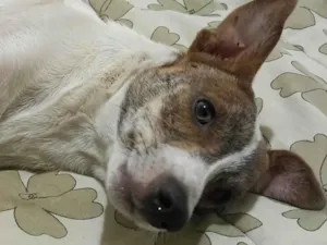 Cachorro raça SRD-ViraLata idade 1 ano nome Thor