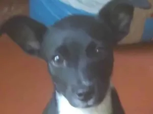 Cachorro raça SRD-ViraLata idade Abaixo de 2 meses nome Vitória 