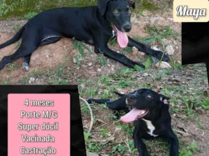 Cachorro raça SRD-ViraLata idade 2 a 6 meses nome Maya