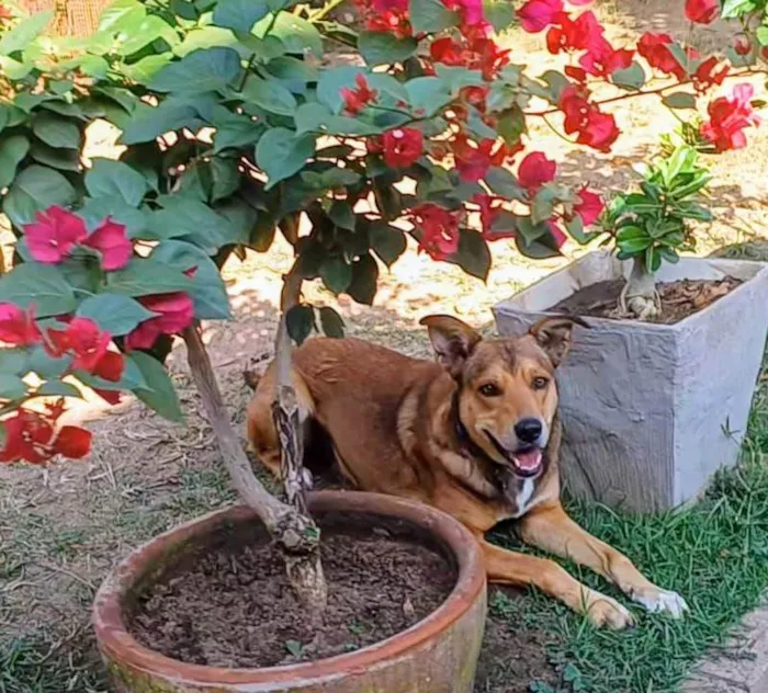 Cachorro ra a SRD-ViraLata idade 4 anos nome Marley 