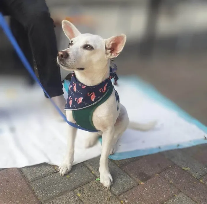 Cachorro ra a SRD-ViraLata idade 2 anos nome Neve 