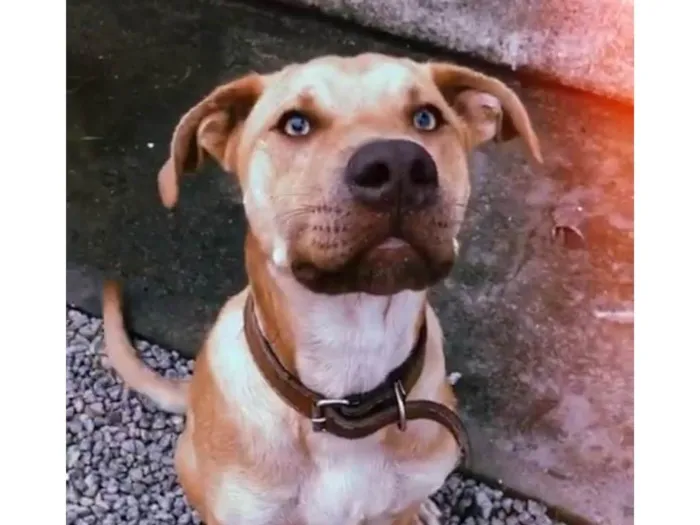 Cachorro ra a Pit-Bull idade 3 anos nome Bethovem 