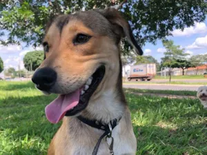 Cachorro raça SRD-ViraLata idade 1 ano nome Marley 