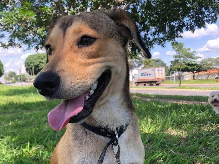 Cachorro ra a SRD-ViraLata idade 1 ano nome Marley 