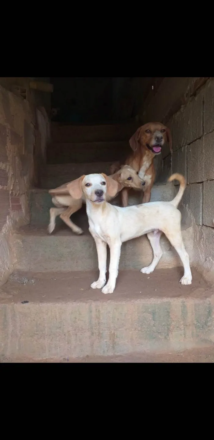 Cachorro ra a SRD-ViraLata idade 2 a 6 meses nome Filhotes