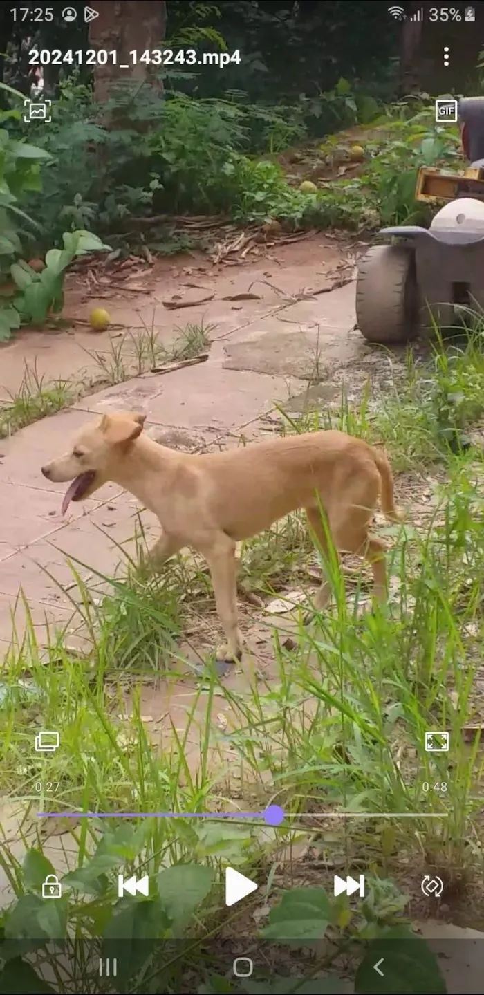 Cachorro ra a SRD-ViraLata idade 2 a 6 meses nome Filhotes