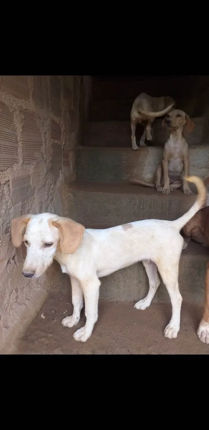 Cachorro ra a SRD-ViraLata idade 2 a 6 meses nome Filhotes