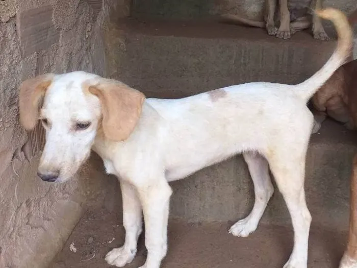 Cachorro ra a SRD-ViraLata idade 2 a 6 meses nome Filhotes