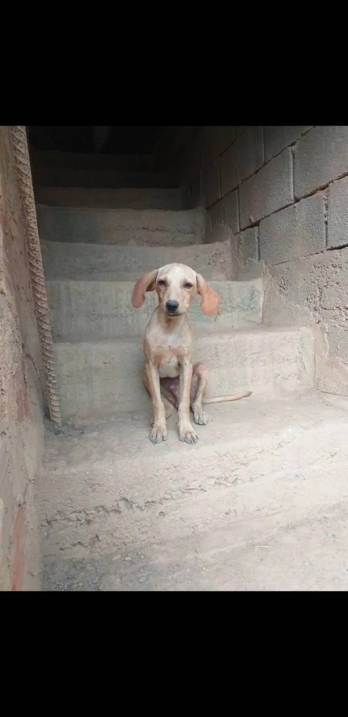 Cachorro ra a SRD-ViraLata idade 2 a 6 meses nome Filhotes