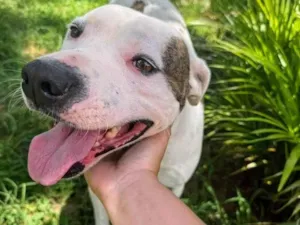 Cachorro raça Pit-Bull idade 2 anos nome Theo 