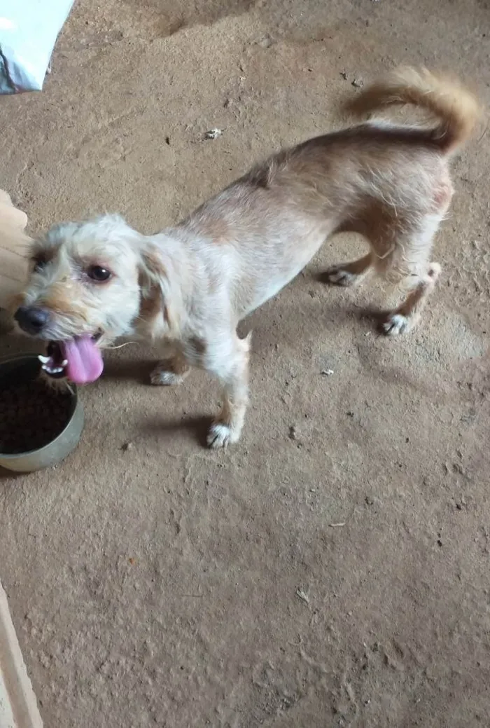 Cachorro ra a SRD-ViraLata idade 3 anos nome Princesa