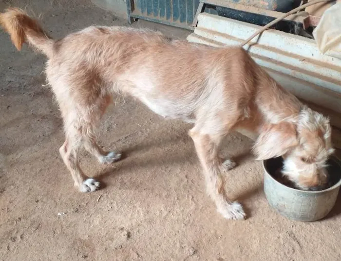 Cachorro ra a SRD-ViraLata idade 3 anos nome Princesa