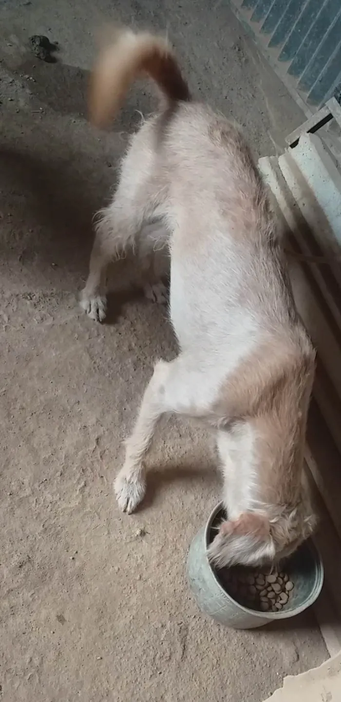 Cachorro ra a SRD-ViraLata idade 3 anos nome Princesa