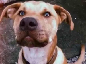 Cachorro raça Pit-Bull idade 3 anos nome Bethovem 