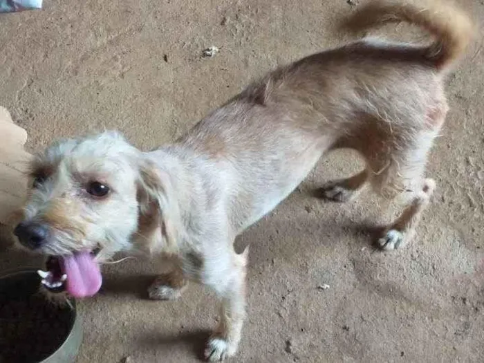 Cachorro ra a SRD-ViraLata idade 3 anos nome Princesa