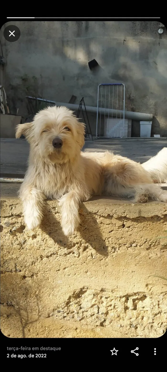 Cachorro ra a SRD-ViraLata idade 6 ou mais anos nome Nala