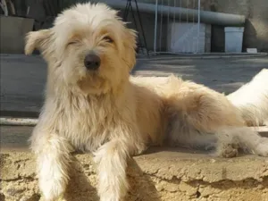 Cachorro raça SRD-ViraLata idade 6 ou mais anos nome Nala